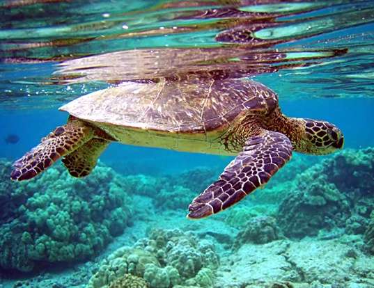 Picture of a green turtle (Chelonia mydas)