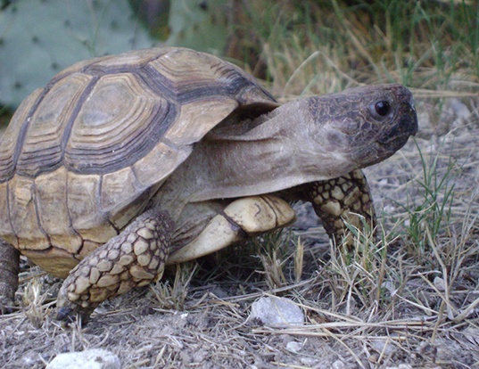 Picture of a chaco tortoise (Chelonoidis chilensis)
