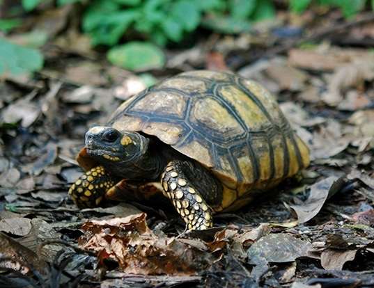 Picture of a yellow-footed tortoise (Chelonoidis denticulata)