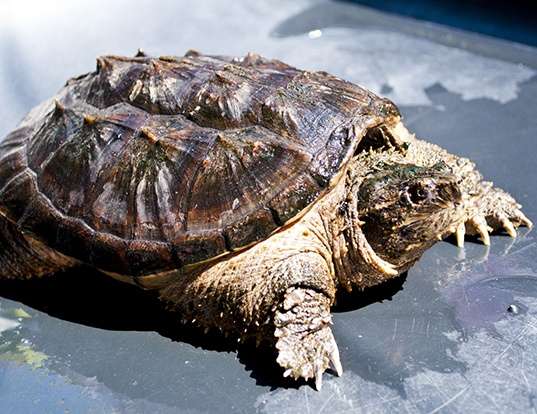 Picture of a snapping turtle (Chelydra serpentina rossignoni)