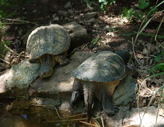 Picture of a central american snapping turtle (Chelydra serpentina)