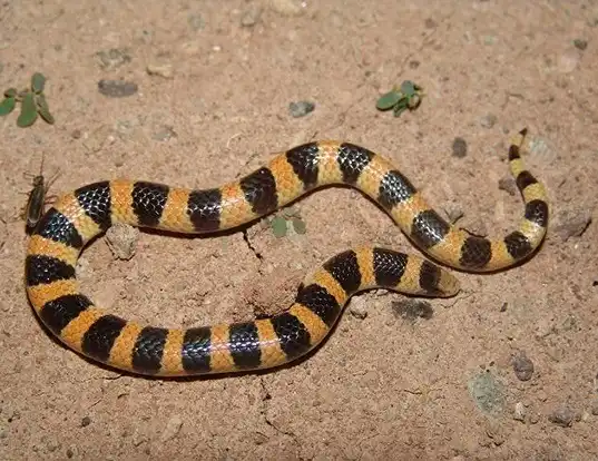Picture of a sand snake (Chilomeniscus stramineus)