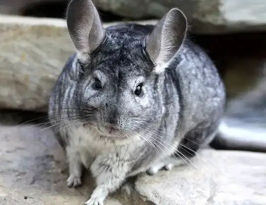 Picture of a long-tailed chinchilla (Chinchilla lanigera)