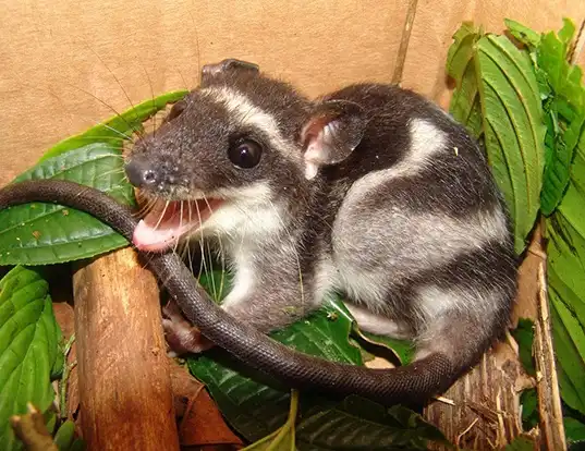 Picture of a water opossum (Chironectes minimus)
