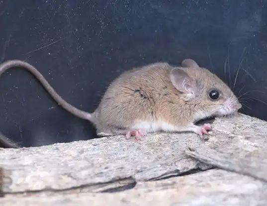 Picture of a pencil-tailed tree mouse (Chiropodomys gliroides)