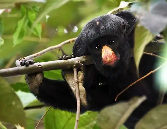 Picture of a white-nosed bearded saki (Chiropotes albinasus)