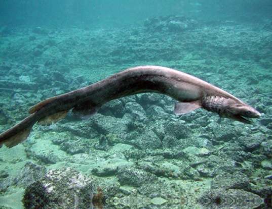 Picture of a frilled shark (Chlamydoselachus anguineus)