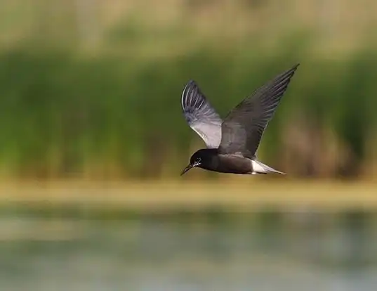 Picture of a black tern (Chlidonias niger)