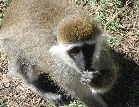 Picture of a grivet monkey (Chlorocebus aethiops)