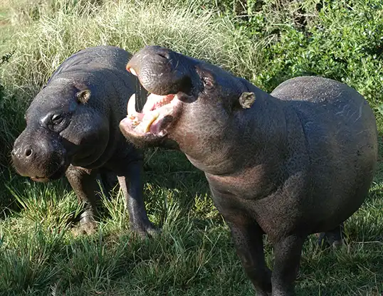 Picture of a pygmy hippopotamus (Choeropsis liberiensis)