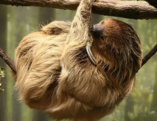 Picture of a linne's two-toed sloth (Choloepus didactylus)