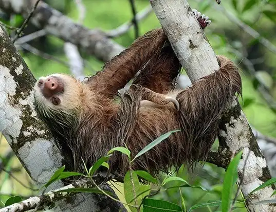 Picture of a hoffmann's two-toed sloth (Choloepus hoffmanni)