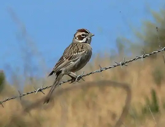 Picture of a lark sparrow (Chondestes grammacus)