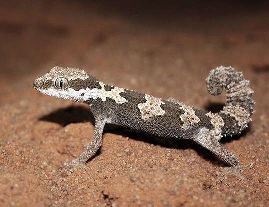 Picture of a giant ground gecko (Chondrodactylus angulifer)