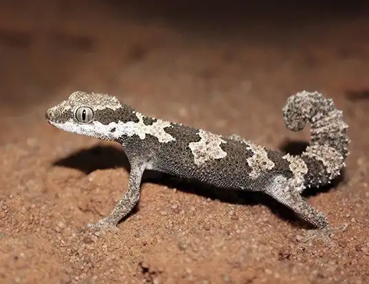Picture of a giant ground gecko (Chondrodactylus angulifer)