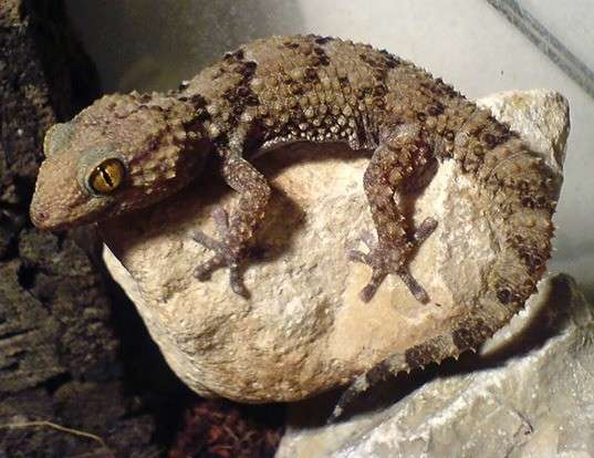 Picture of a bibron's thick-toed gecko (Chondrodactylus bibronii)