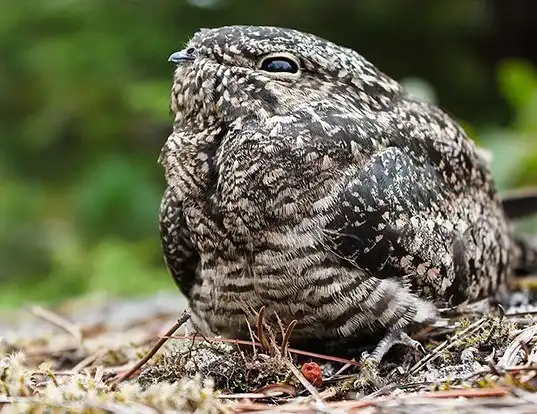 Picture of a nighthawk (Chordeiles minor)