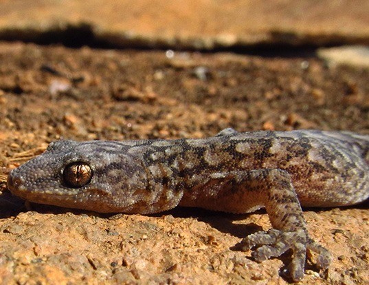 Picture of a marbled gecko (Christinus marmoratus)