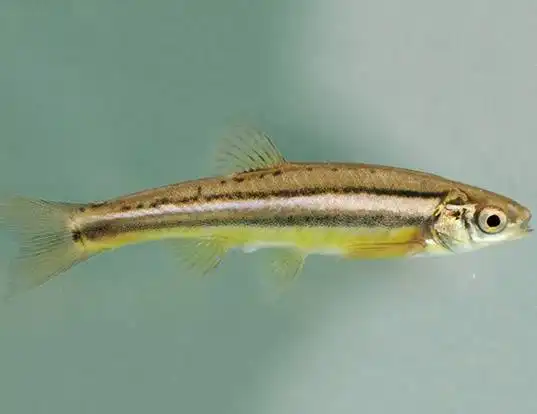 Picture of a northern redbelly dace (Chrosomus eos)