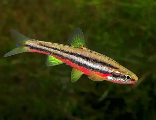 Picture of a southern redbelly dace (Chrosomus erythrogaster)
