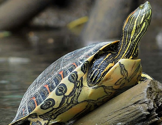 Picture of a central american adorned terrapin (Chrysemys ornata)