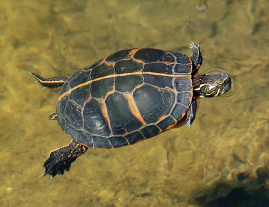 Picture of a southern painted turtle (Chrysemys picta dorsalis)