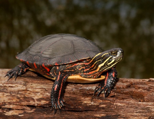Picture of a midland painted turtle (Chrysemys picta marginata)