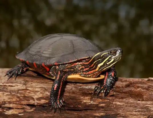 Picture of a midland painted turtle (Chrysemys picta marginata)