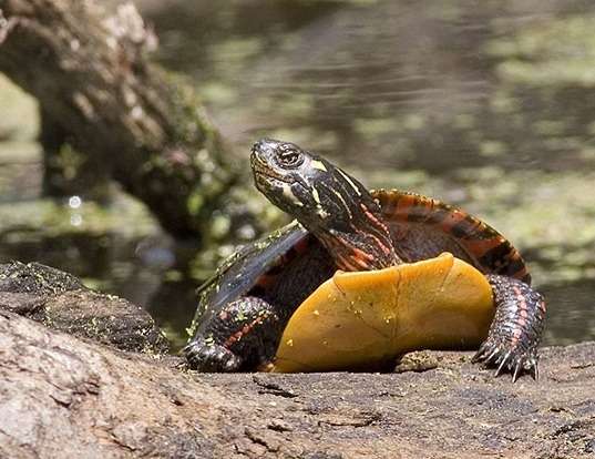Picture of a painted turtle (Chrysemys picta)
