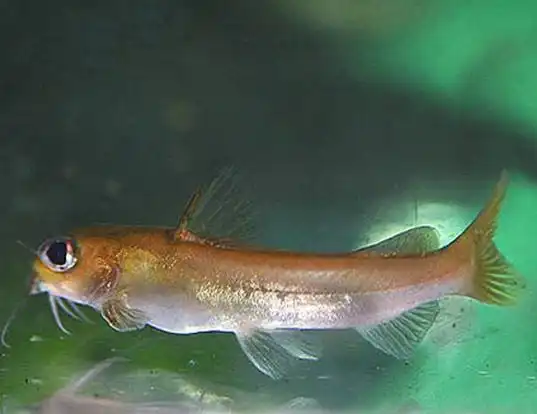 Picture of a golden nile catfish (Chrysichthys auratus)