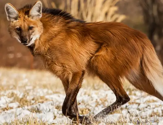 Picture of a maned wolf (Chrysocyon brachyurus)