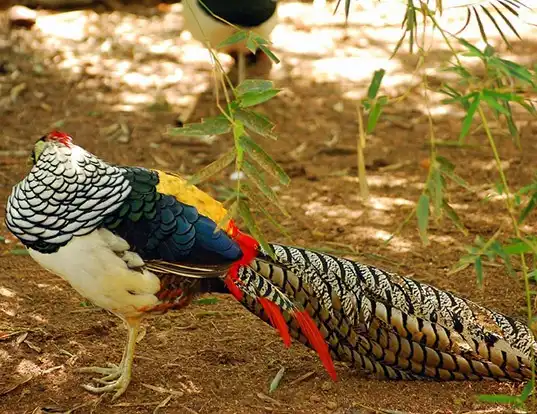 Picture of a lady amherst's pheasant (Chrysolophus amherstiae)