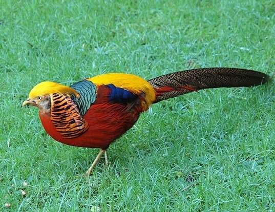 Picture of a golden pheasant (Chrysolophus pictus)
