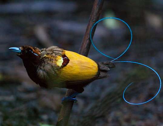 Picture of a magnificent bird of paradise (cicinnurus magnificus)