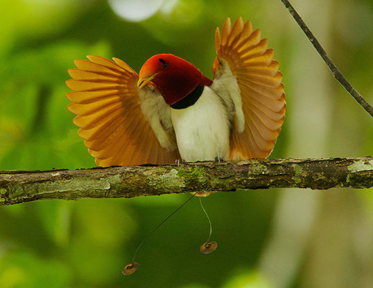 Picture of a king bird of paradise (cicinnurus regius)