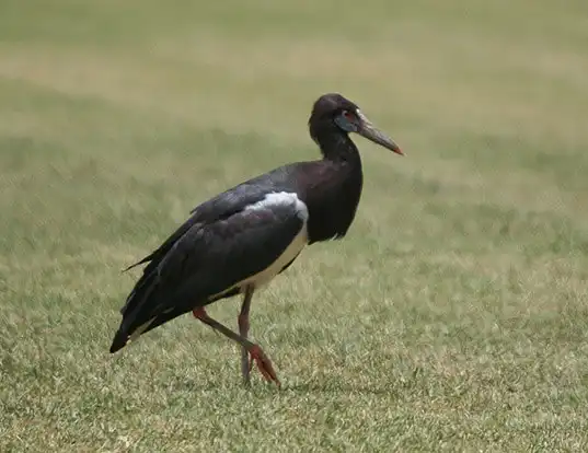 Picture of a abdim's stork (Ciconia abdimii)