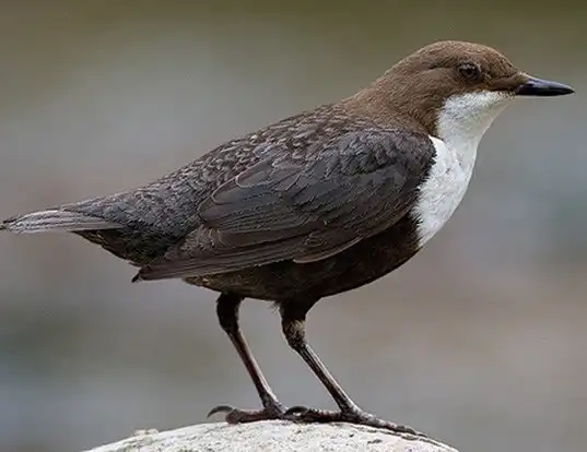 Picture of a white-throated dipper (Cinclus cinclus)