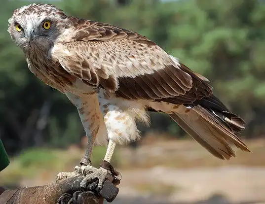Picture of a short-toed snake-eagle (Circaetus gallicus)