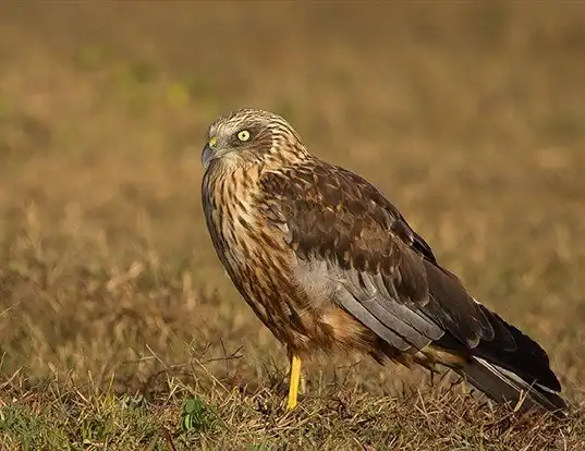 Picture of a western marsh-harrier (Circus aeruginosus)