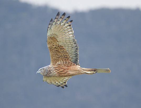 Picture of a swamp harrier (Circus approximans)