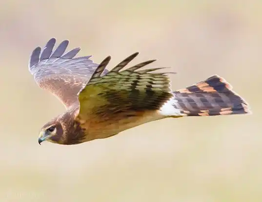 Picture of a northern harrier (Circus cyaneus)
