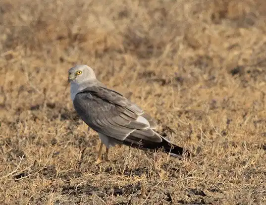 Picture of a pallid harrier (Circus macrourus)
