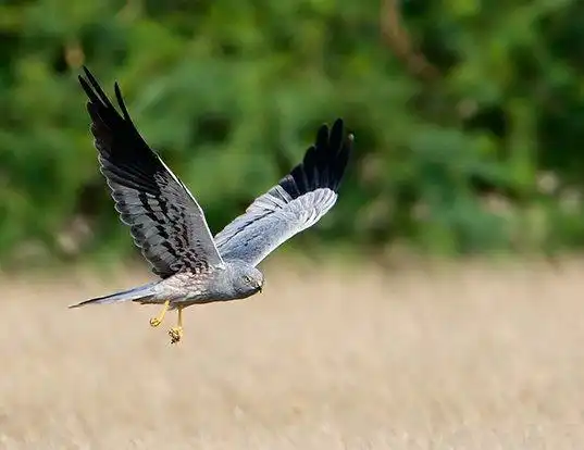 Picture of a montagu's harrier (Circus pygargus)
