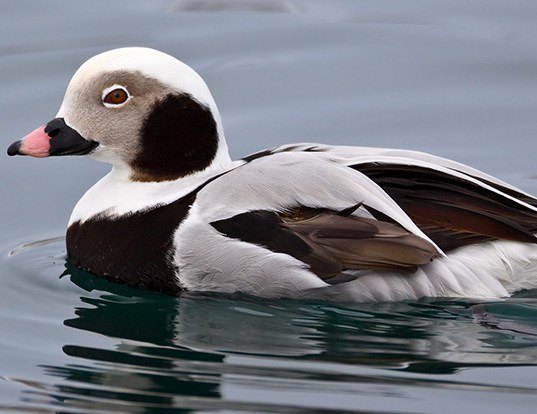 Picture of a oldsquaw (Clangula hyemalis)