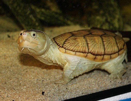 Picture of a narrow-bridged musk turtle (Claudius angustatus)