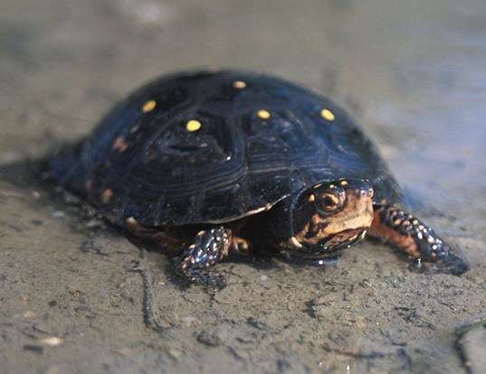 Picture of a spotted turtle (Clemmys guttata)