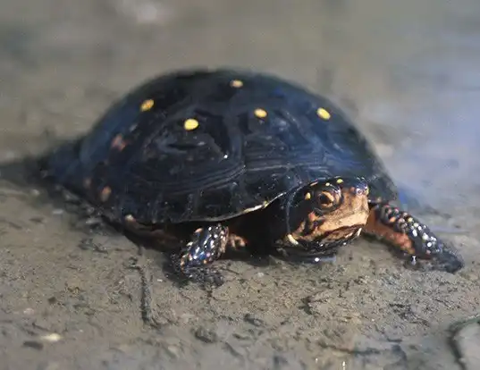Picture of a spotted turtle (Clemmys guttata)