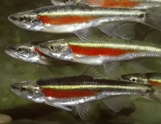 Picture of a redside dace (Clinostomus elongatus)