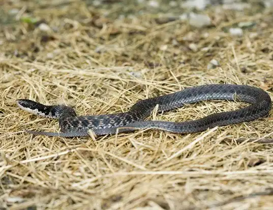 Picture of a kirtland's snake (Clonophis kirtlandii)