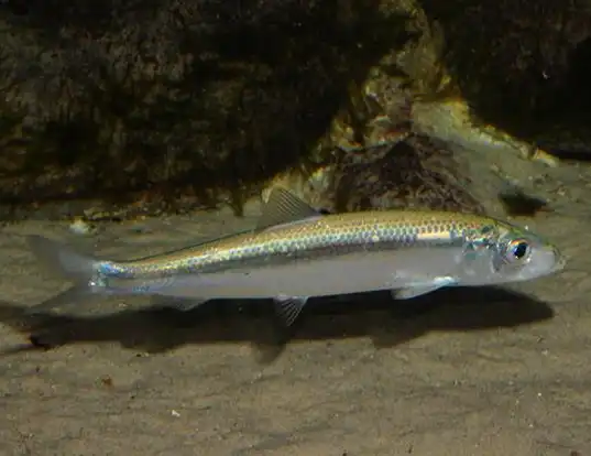 Picture of a atlantic herring (Clupea harengus)